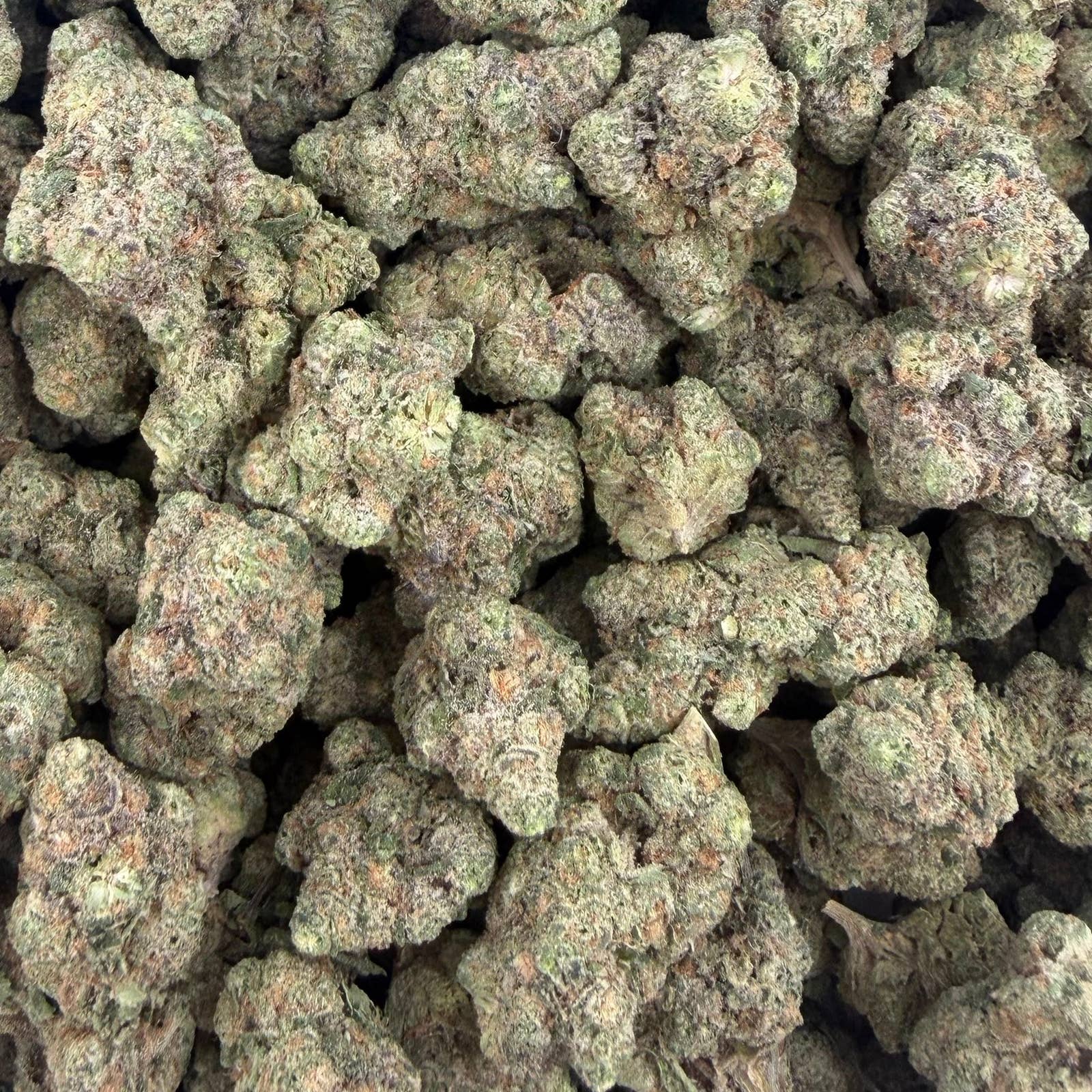 Garlic Cookies bulk THCA flower — Plain Jane 1 lb