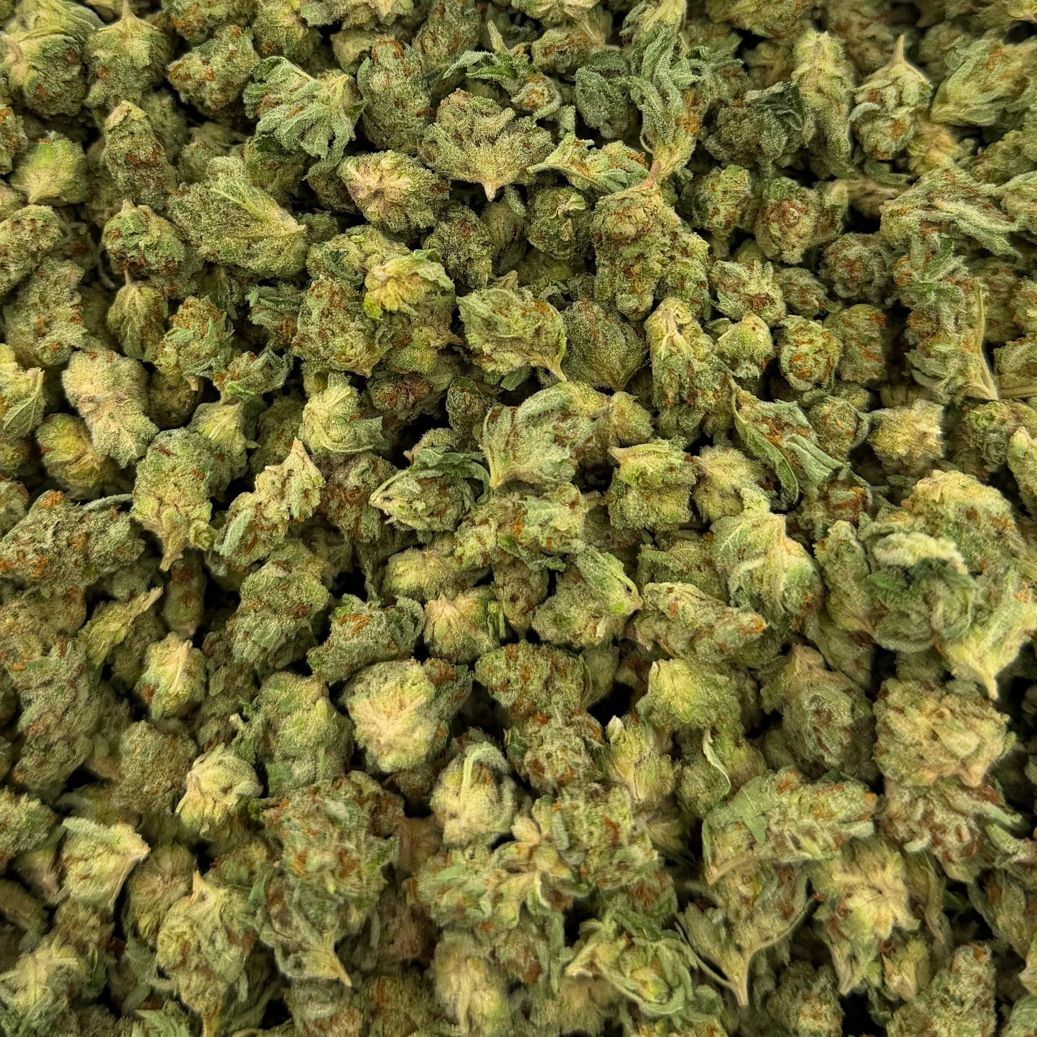 Garlic Gas bulk THCA flower — Plain Jane 1 lb
