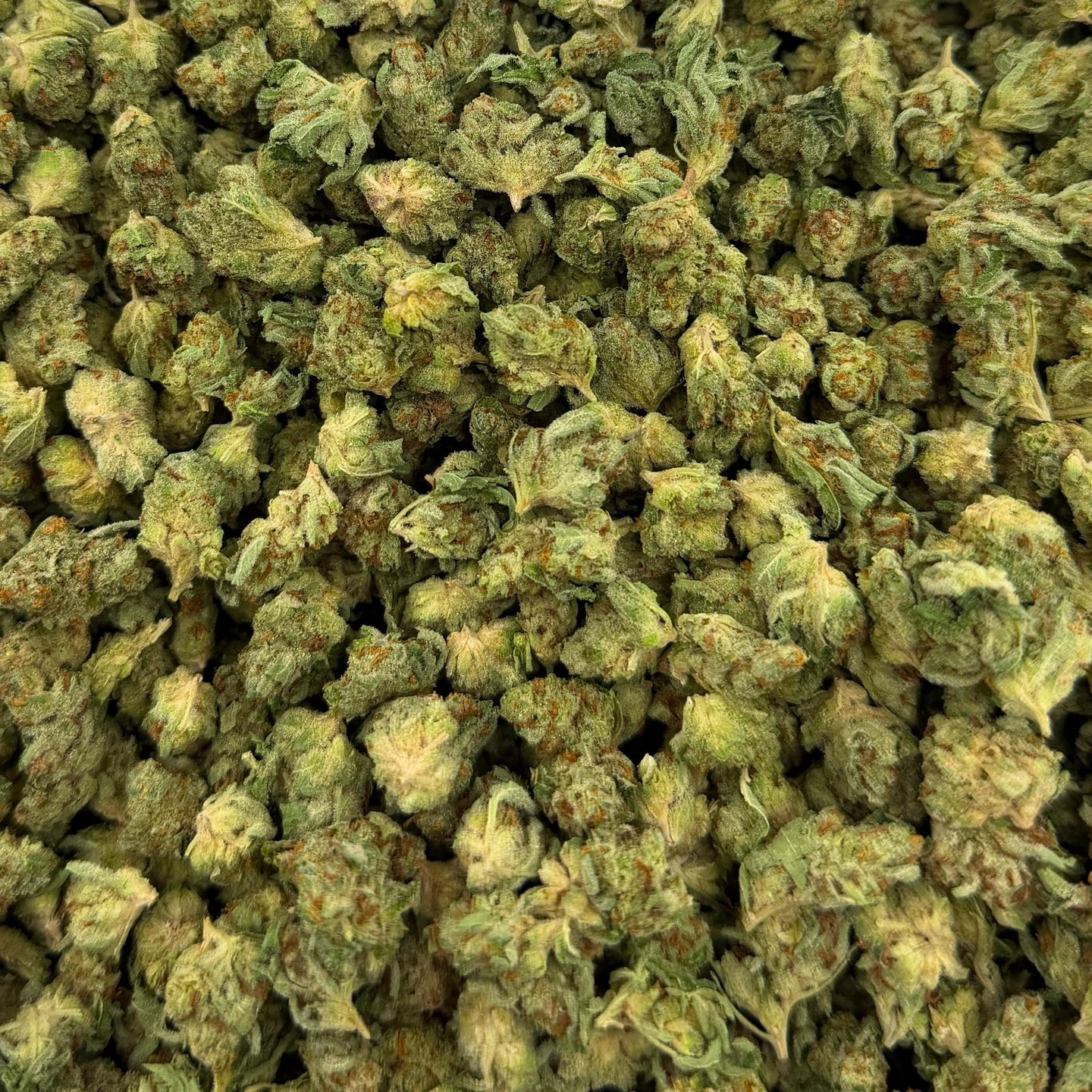 Garlic Gas bulk THCA flower — Plain Jane 1 lb