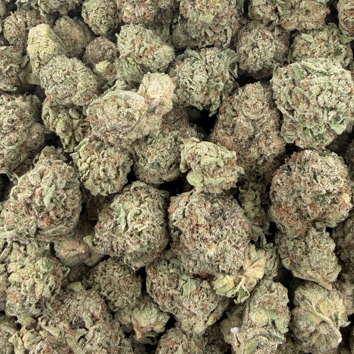 Garlic Gas bulk THCA flower — Plain Jane 1 lb