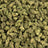 Garlic Gas bulk THCA flower — Plain Jane 1 lb