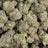Garlic Mushroom Cake bulk THCA flower — Plain Jane 1 lb