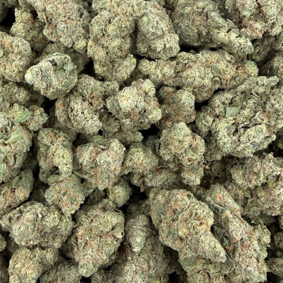 Gary Cherry bulk THCA flower — Plain Jane 1 lb