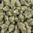 Gary Cherry bulk THCA flower — Plain Jane 1 lb
