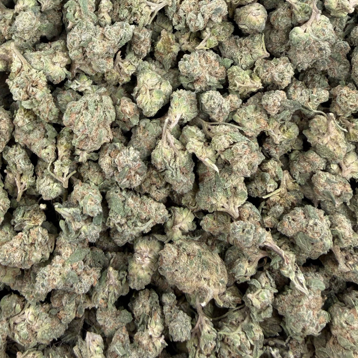 Gary Cherry bulk THCA flower — Plain Jane 1 lb