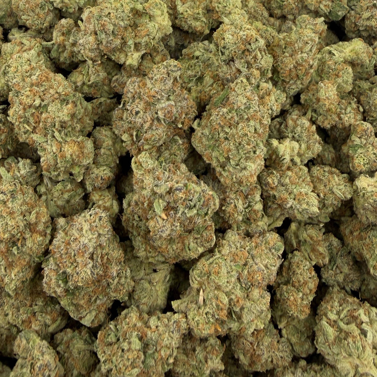 Gary Cherry bulk THCA flower — Plain Jane 1 lb