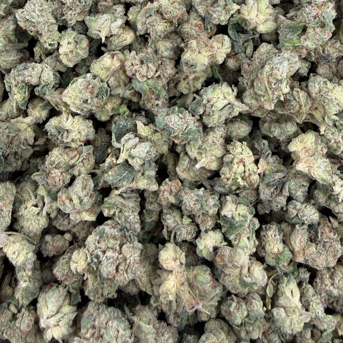 Gas Basket bulk THCA flower — Plain Jane 1 lb