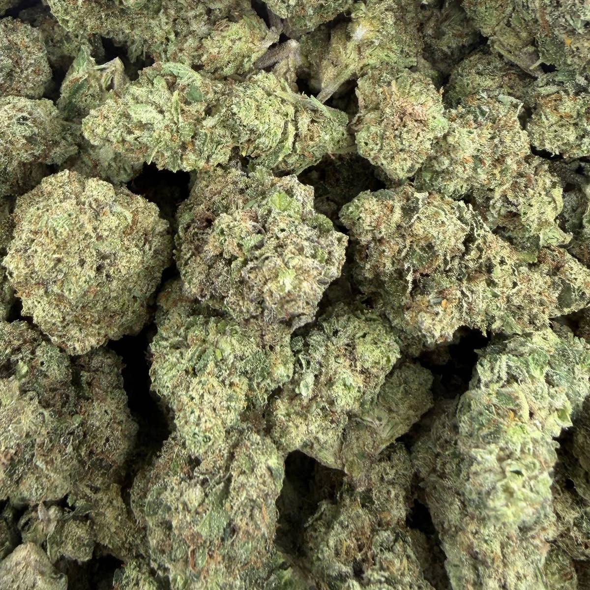 Gas Dropz bulk THCA flower — Plain Jane 1 lb