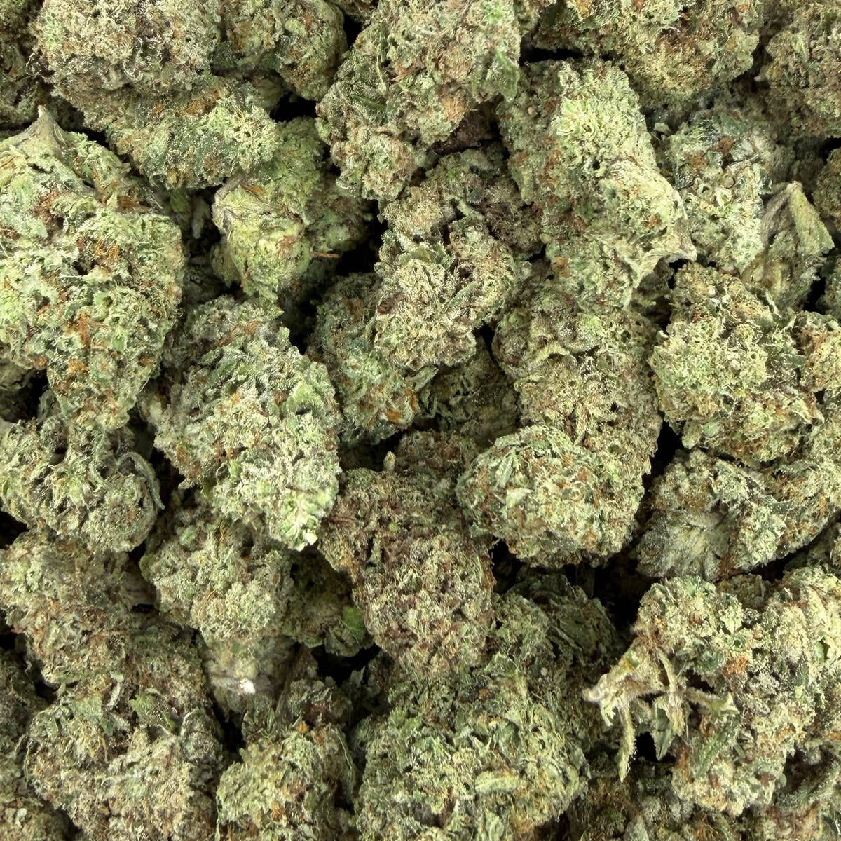 Gas Face bulk THCA flower — Plain Jane 1 lb