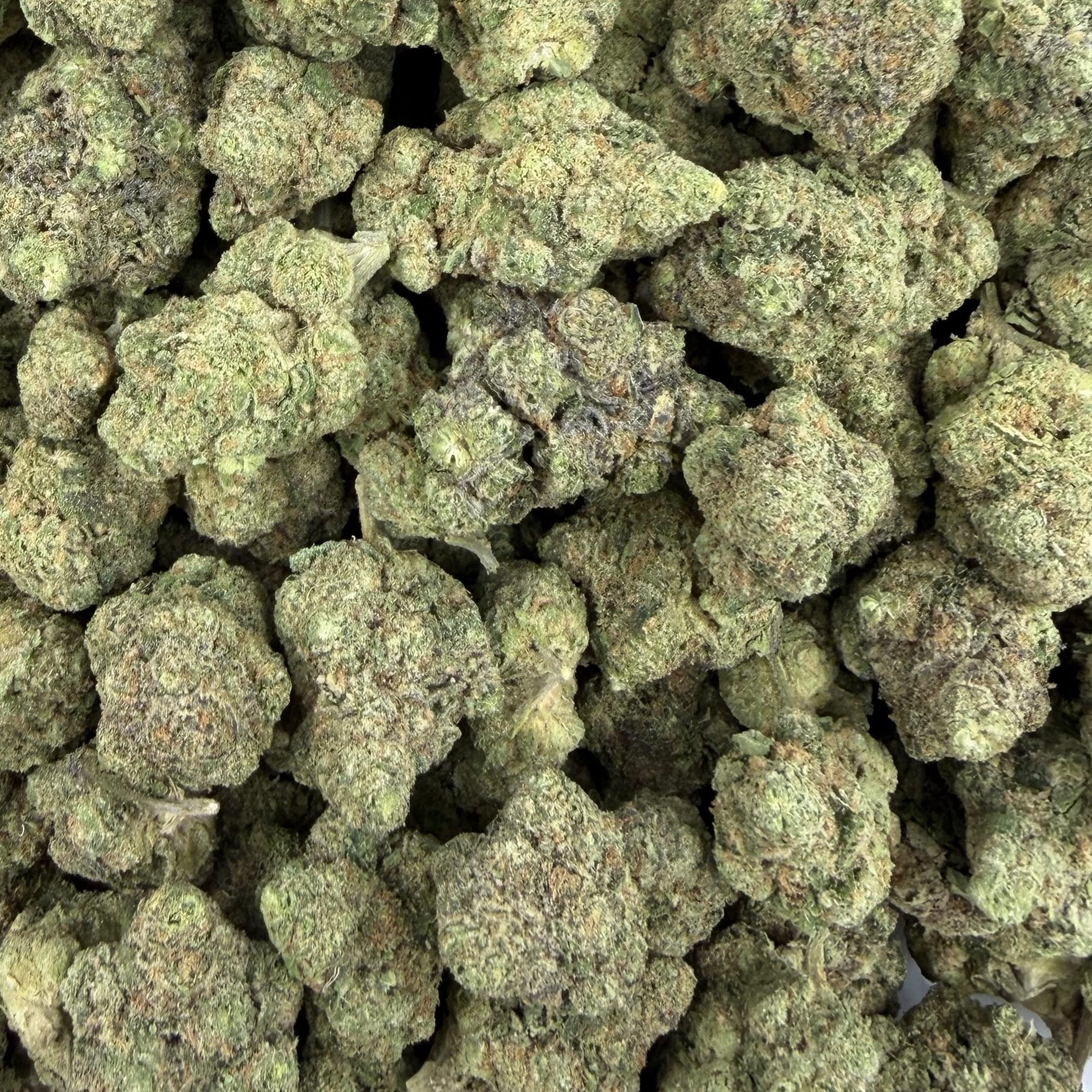 Gasanova bulk THCA flower — Plain Jane 1 lb