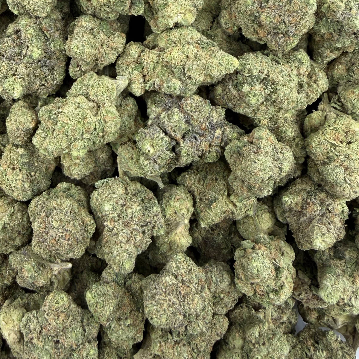 Gasanova bulk THCA flower — Plain Jane 1 lb