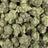 Gasanova bulk THCA flower — Plain Jane 1 lb