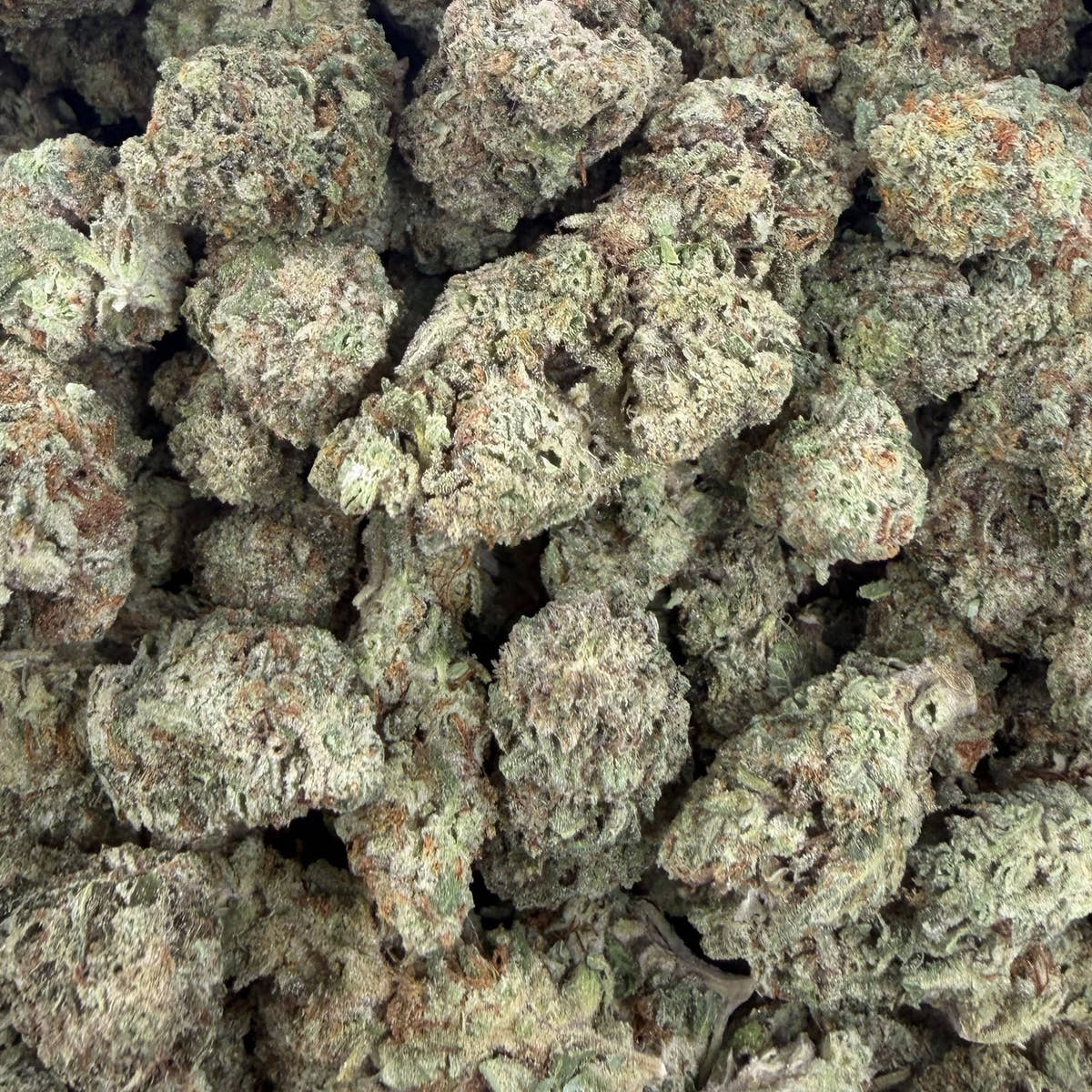 Gelato 33 bulk THCA flower — Plain Jane 1 lb