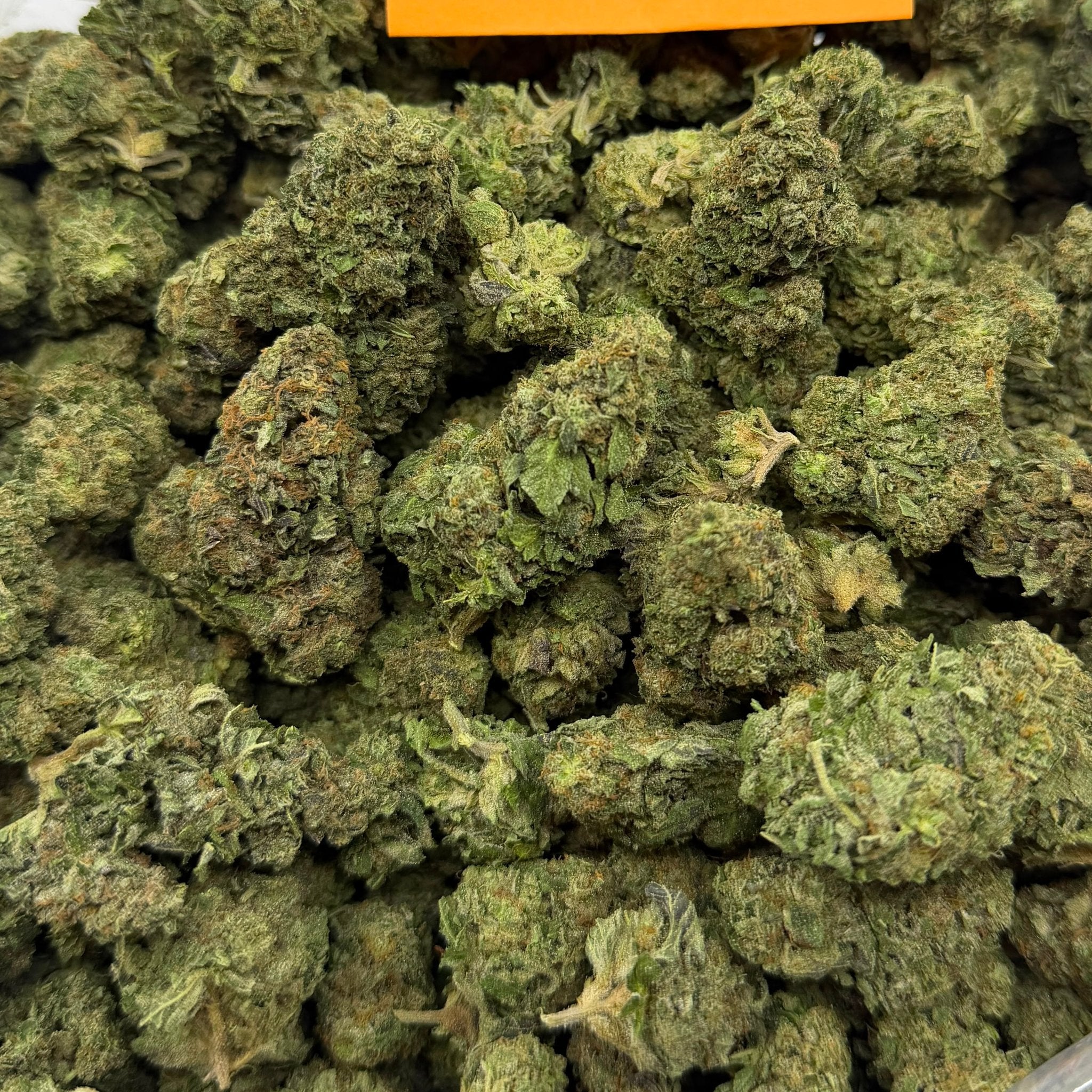 Gelato Bomb bulk THCA flower — Plain Jane 1 lb