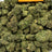 Gelato Bomb bulk THCA flower — Plain Jane 1 lb