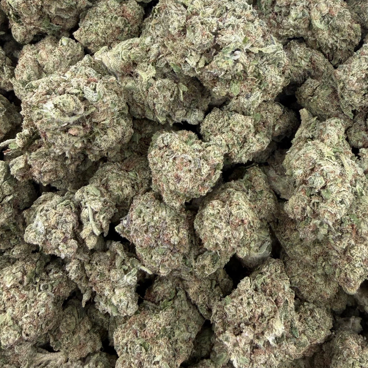 Gelato bulk THCA flower — Plain Jane 1 lb