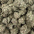 Gelato bulk THCA flower — Plain Jane 1 lb