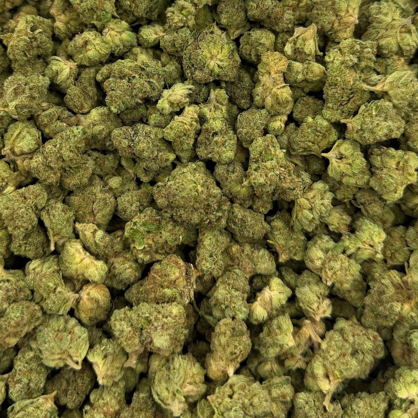 Gelato Float bulk THCA flower — Plain Jane 1 lb
