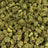 Gelato Float bulk THCA flower — Plain Jane 1 lb