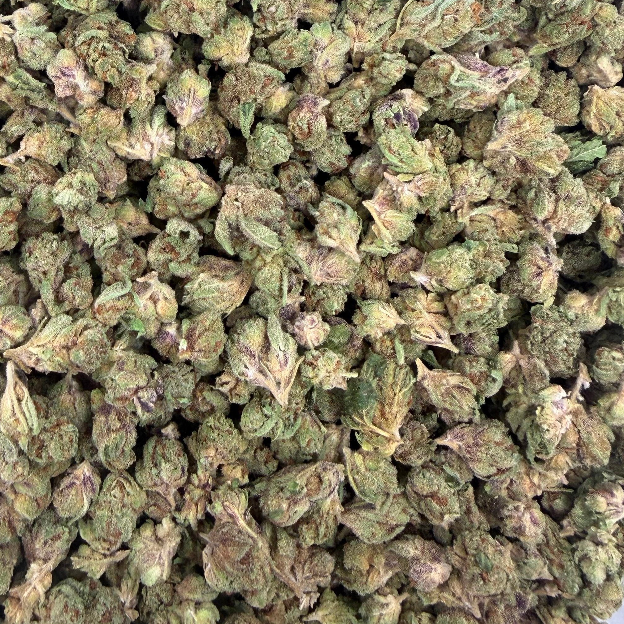 Gelato Float bulk THCA flower — Plain Jane 1 lb