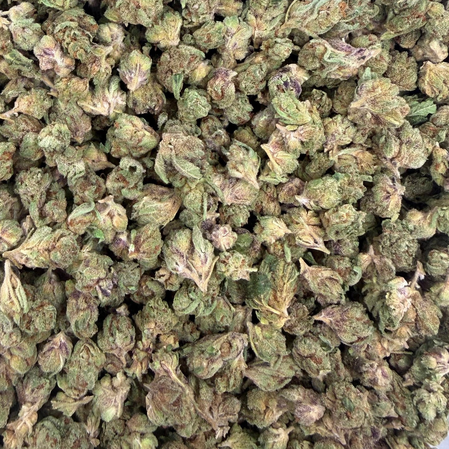 Gelato Float bulk THCA flower — Plain Jane 1 lb