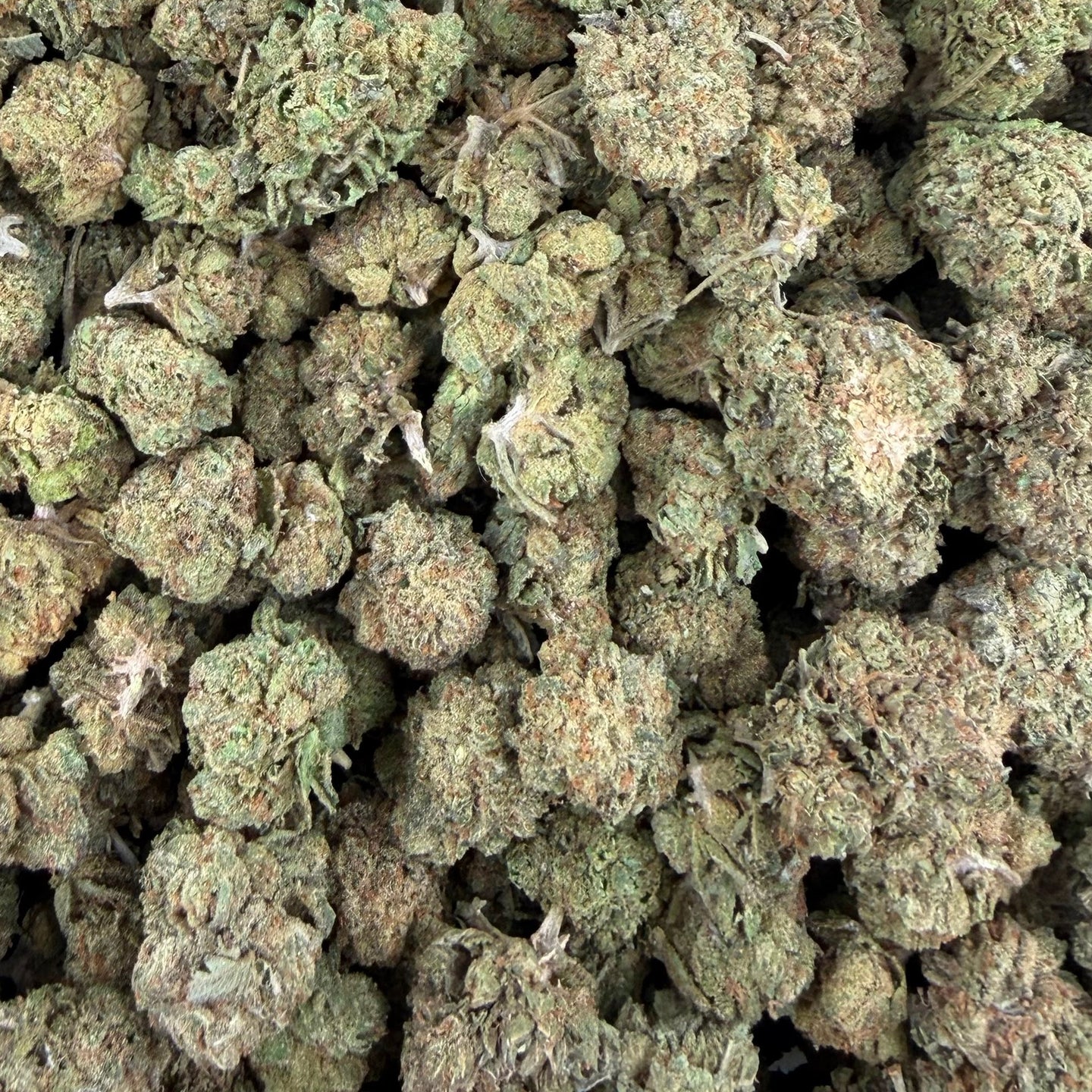 Gelato Float bulk THCA flower — Plain Jane 1 lb