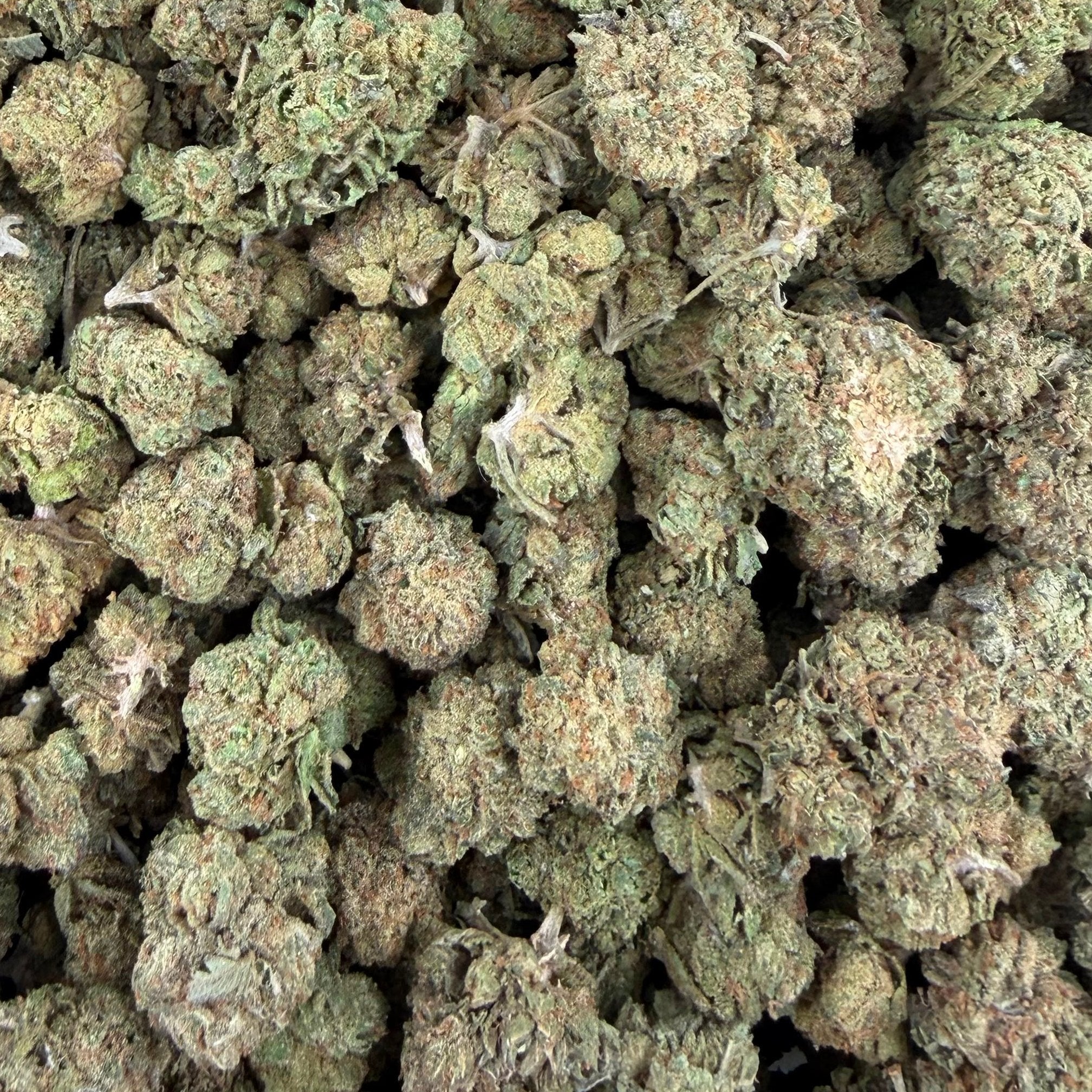Gelato Float bulk THCA flower — Plain Jane 1 lb
