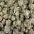 Gelato Float bulk THCA flower — Plain Jane 1 lb
