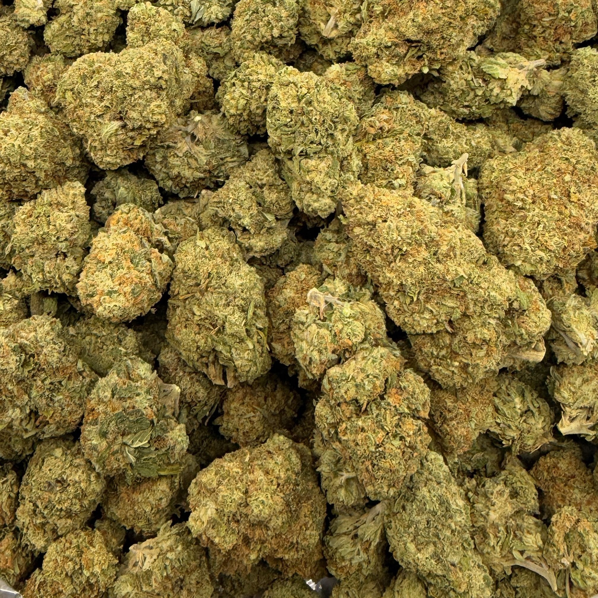 Gelato Ice bulk THCA flower — Plain Jane 1 lb