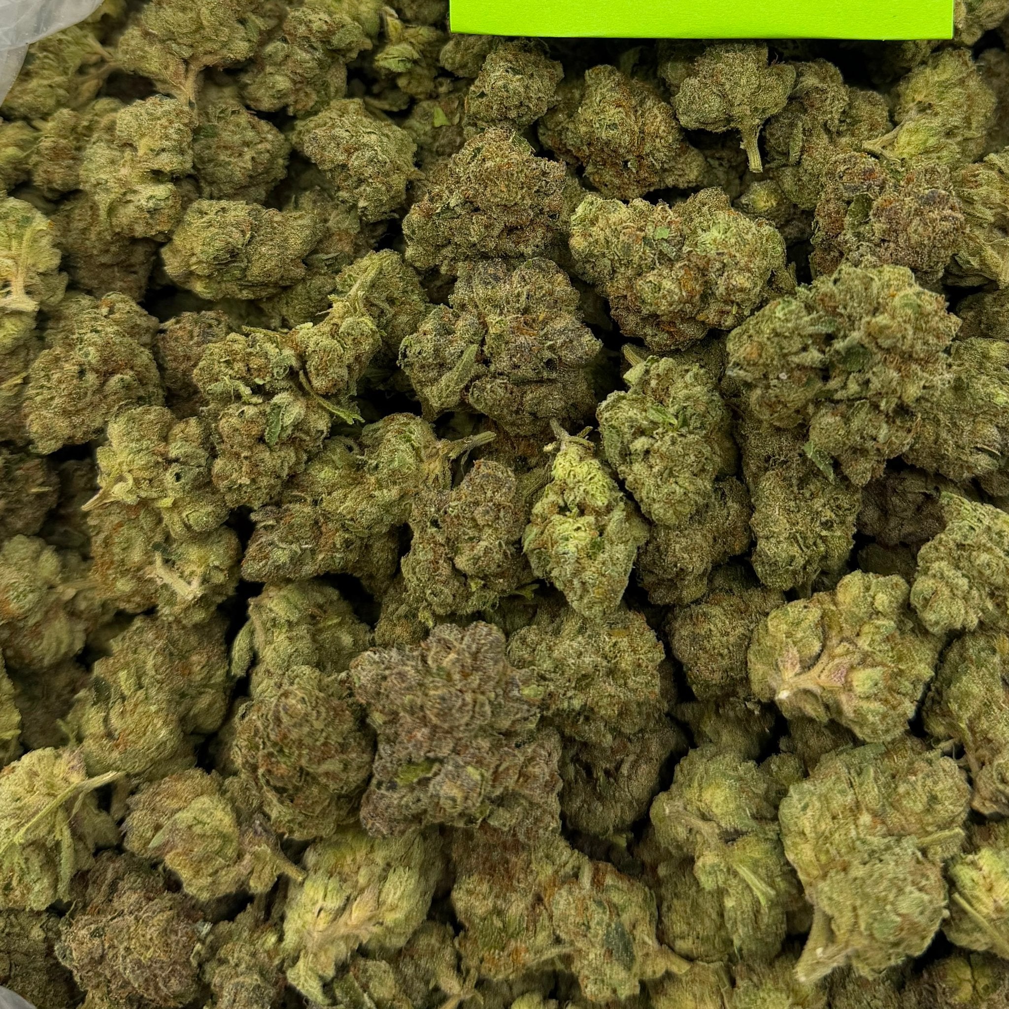 Gelato King bulk THCA flower — Plain Jane 1 lb