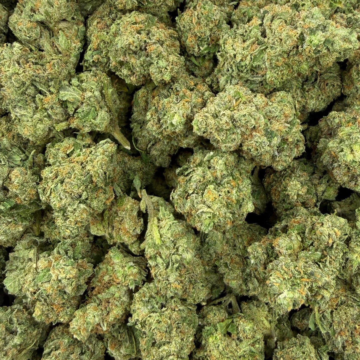 Gelonade bulk THCA flower — Plain Jane 1 lb