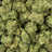 Gelonade bulk THCA flower — Plain Jane 1 lb