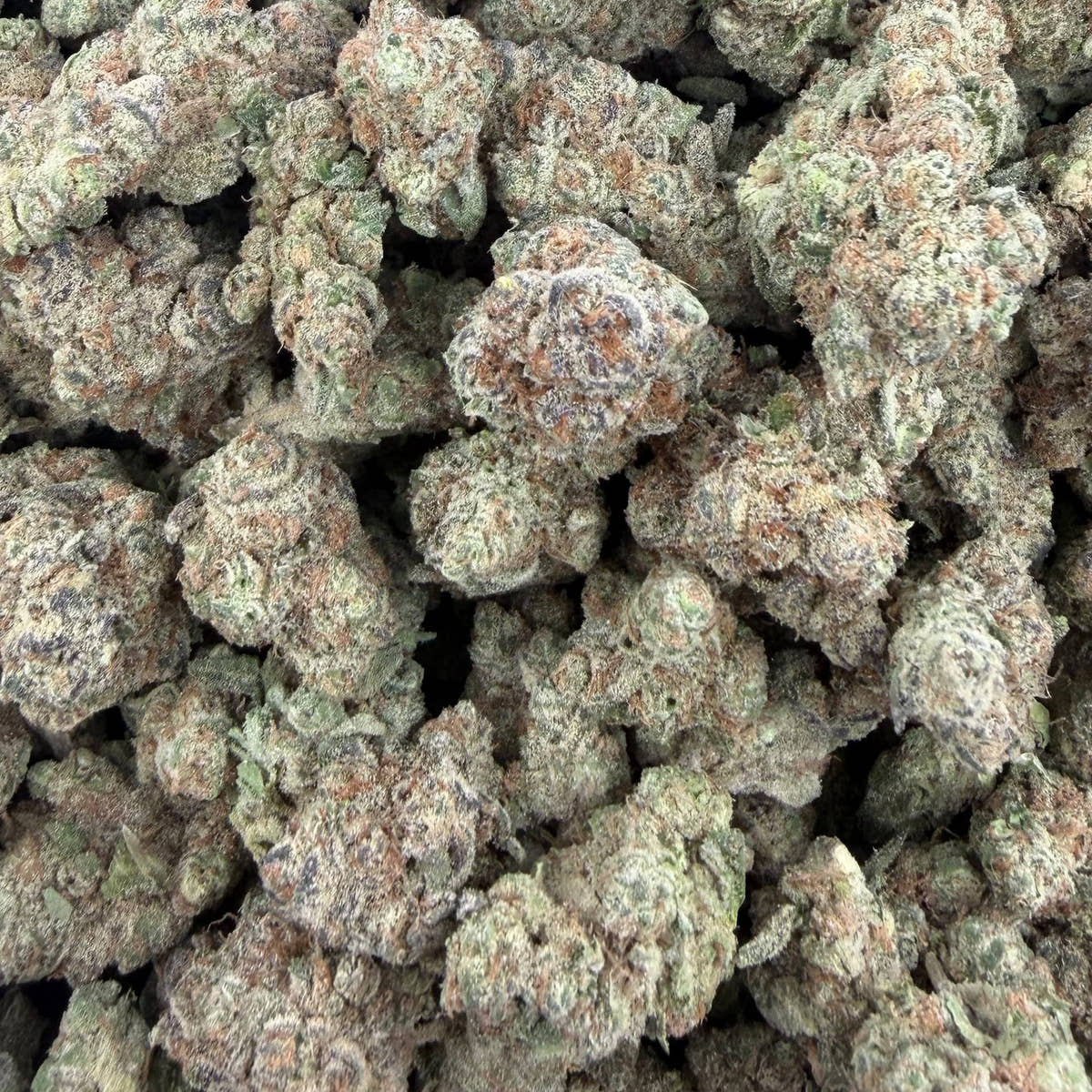 Gg4 bulk THCA flower — Plain Jane 1 lb