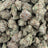 Gg4 bulk THCA flower — Plain Jane 1 lb