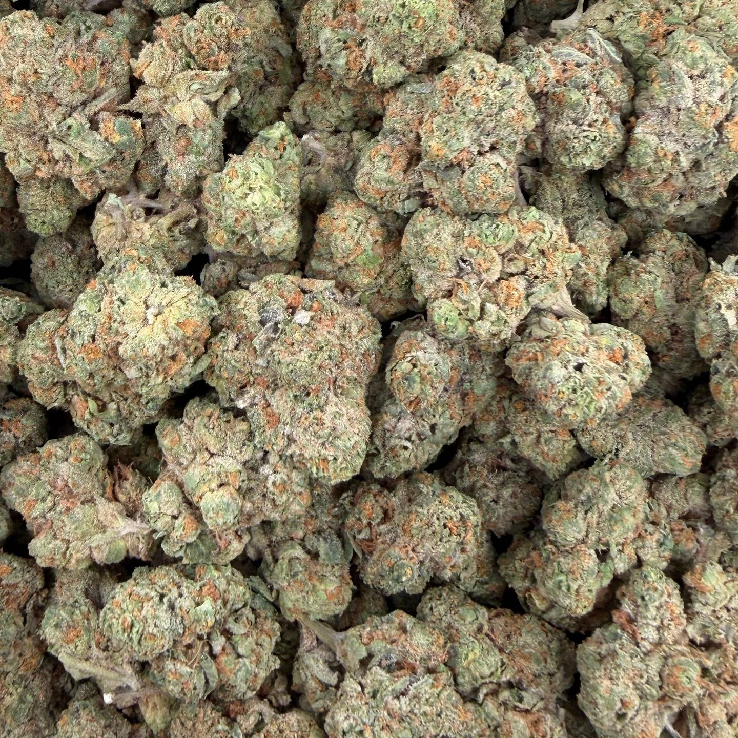 Ghost Train Haze bulk THCA flower — Plain Jane 1 lb