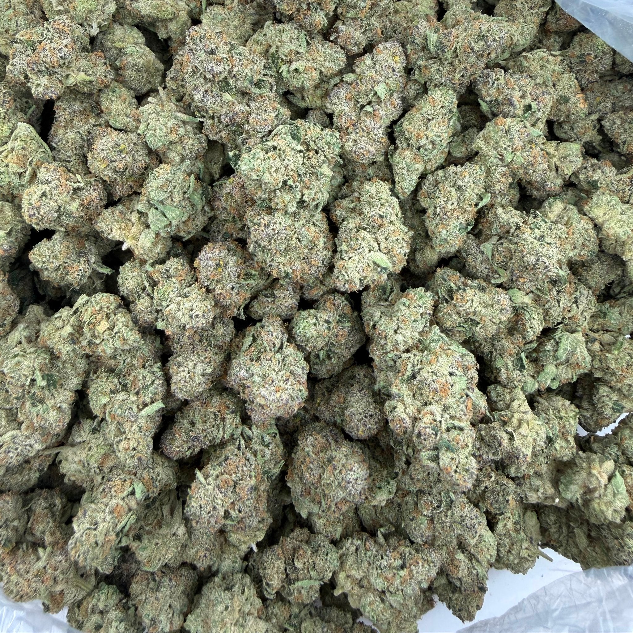 Girl Scout Cookies bulk THCA flower — Plain Jane 1 lb
