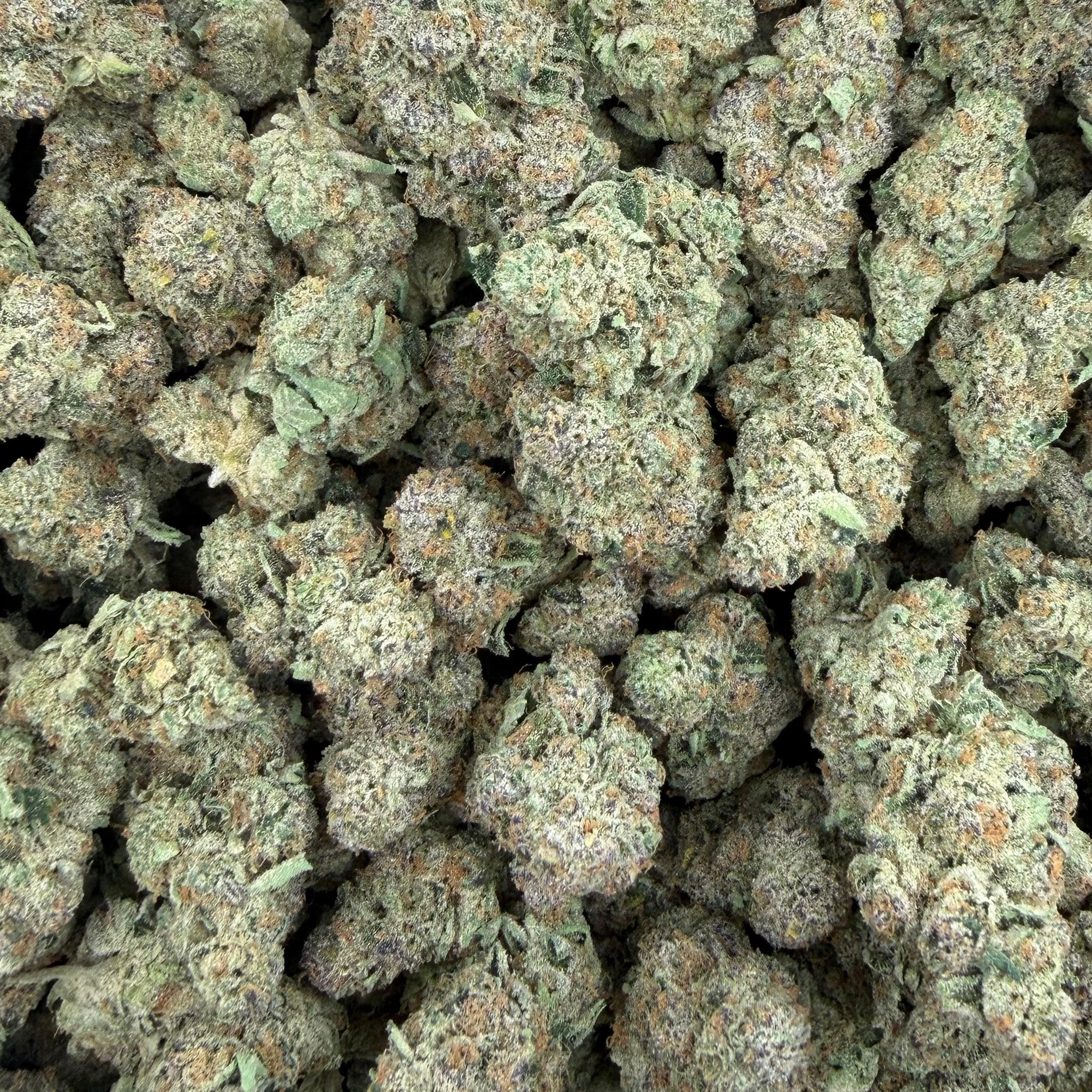 Girl Scout Cookies bulk THCA flower — Plain Jane 1 lb