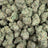 Girl Scout Cookies bulk THCA flower — Plain Jane 1 lb