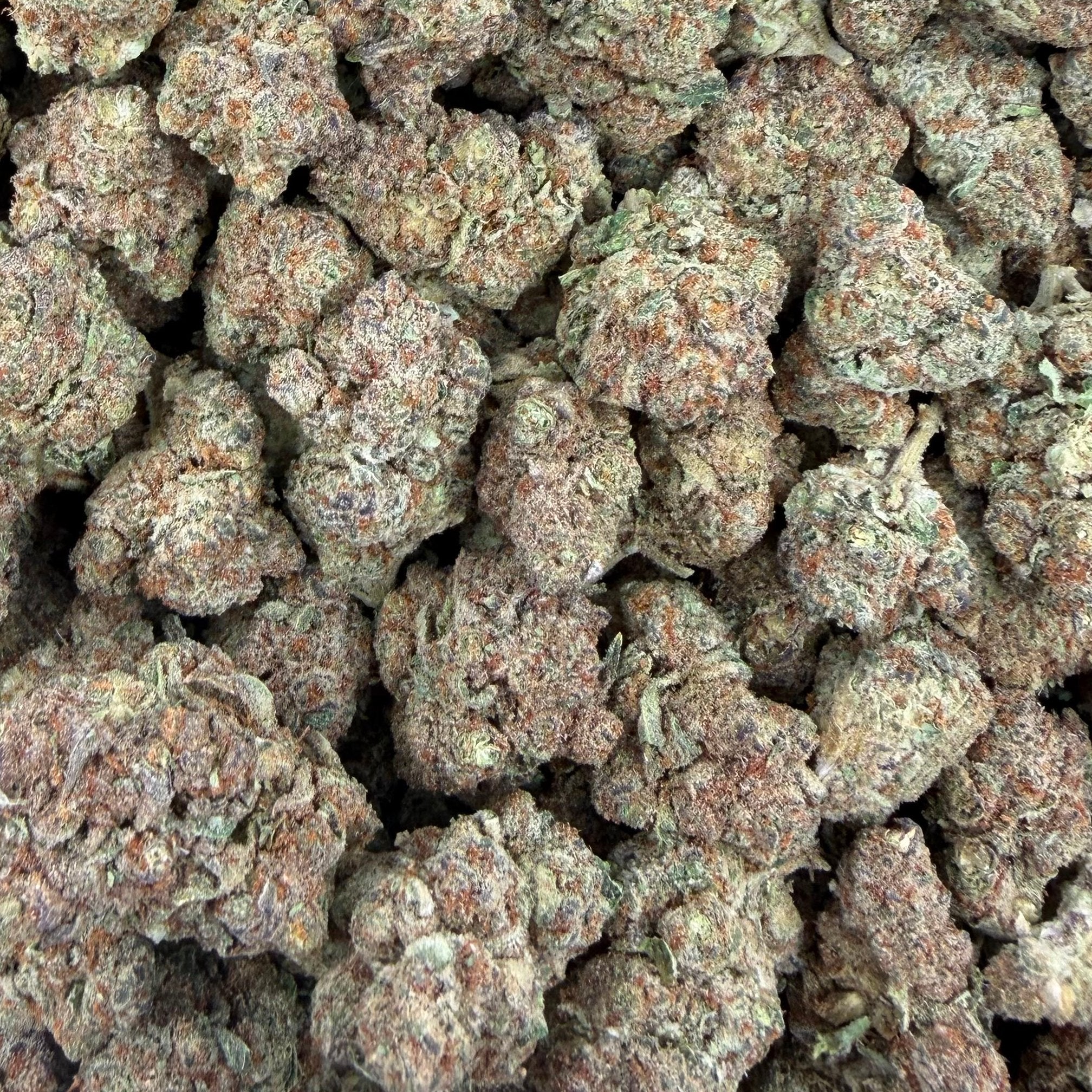 Girl Scout Cookies bulk THCA flower — Plain Jane 1 lb