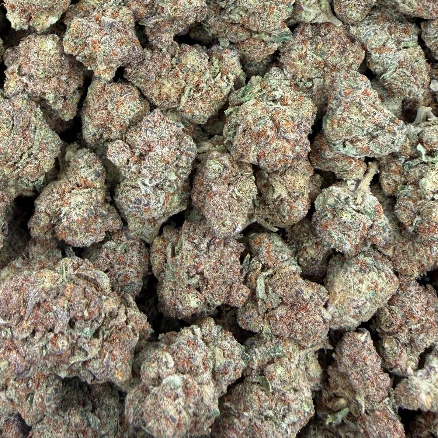 Girl Scout Cookies bulk THCA flower — Plain Jane 1 lb