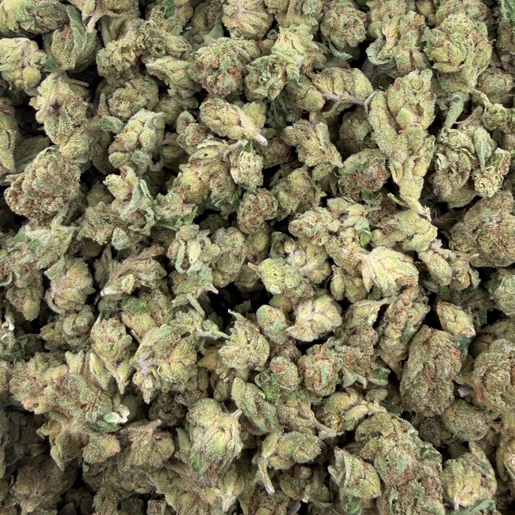 Girl Scout Cookies bulk THCA flower — Plain Jane 1 lb