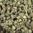 Girl Scout Cookies bulk THCA flower — Plain Jane 1 lb
