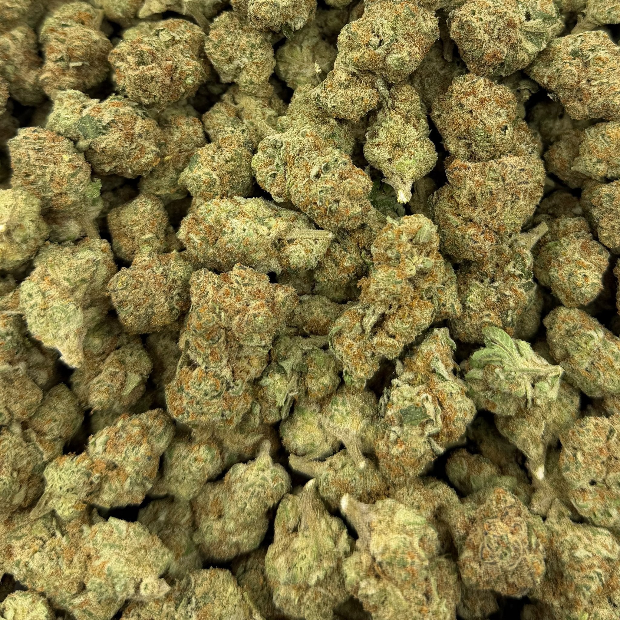 Girl Scout Cookies bulk THCA flower — Plain Jane 1 lb