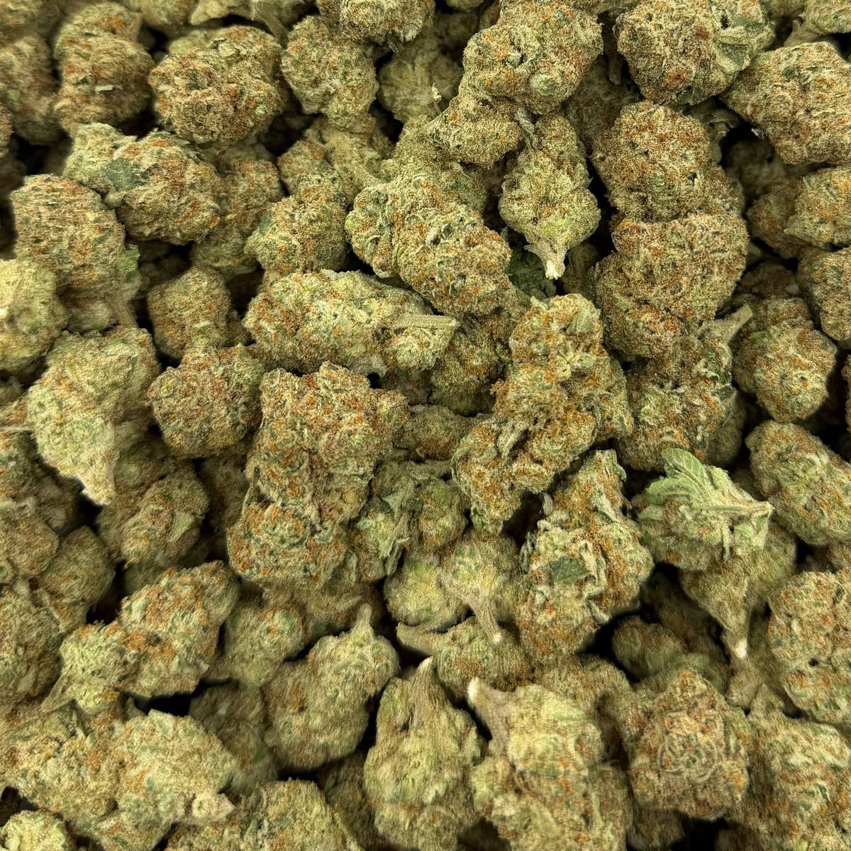 Girl Scout Cookies bulk THCA flower — Plain Jane 1 lb