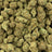 Girl Scout Cookies bulk THCA flower — Plain Jane 1 lb