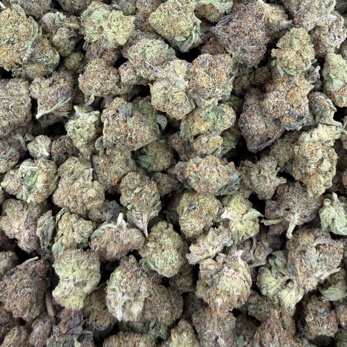 Glazed Apple bulk THCA flower — Plain Jane 1 lb