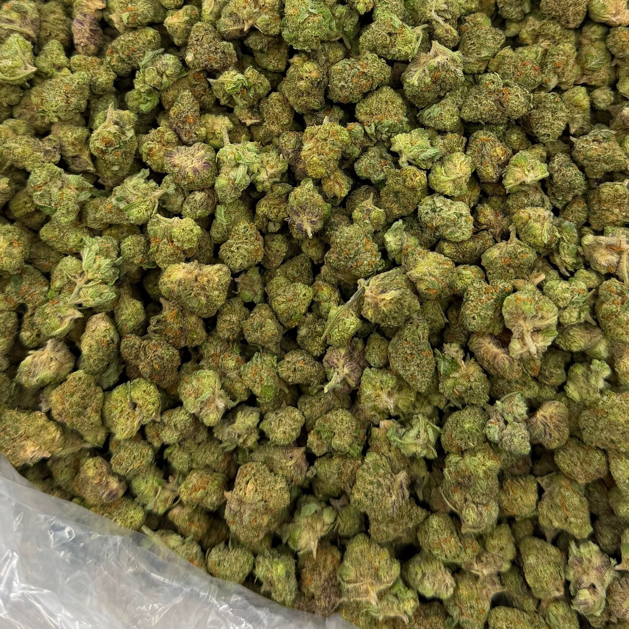Gliteratti bulk THCA flower — Plain Jane 1 lb