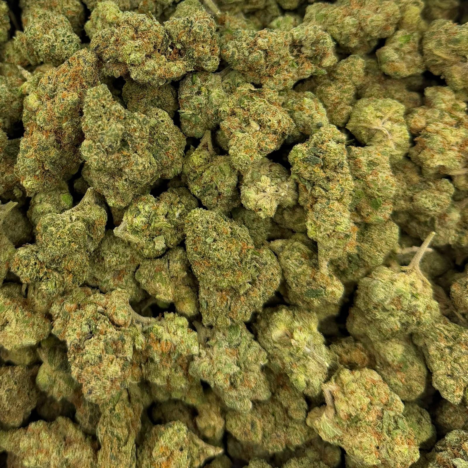 Glitter Biscotti bulk THCA flower — Plain Jane 1 lb