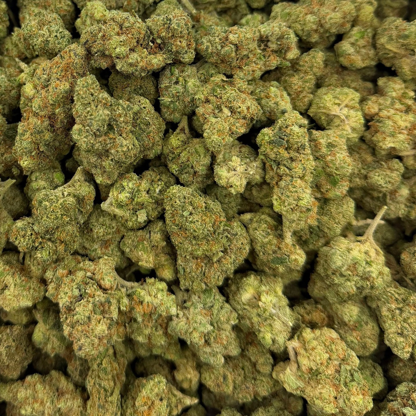 Glitter Biscotti bulk THCA flower — Plain Jane 1 lb