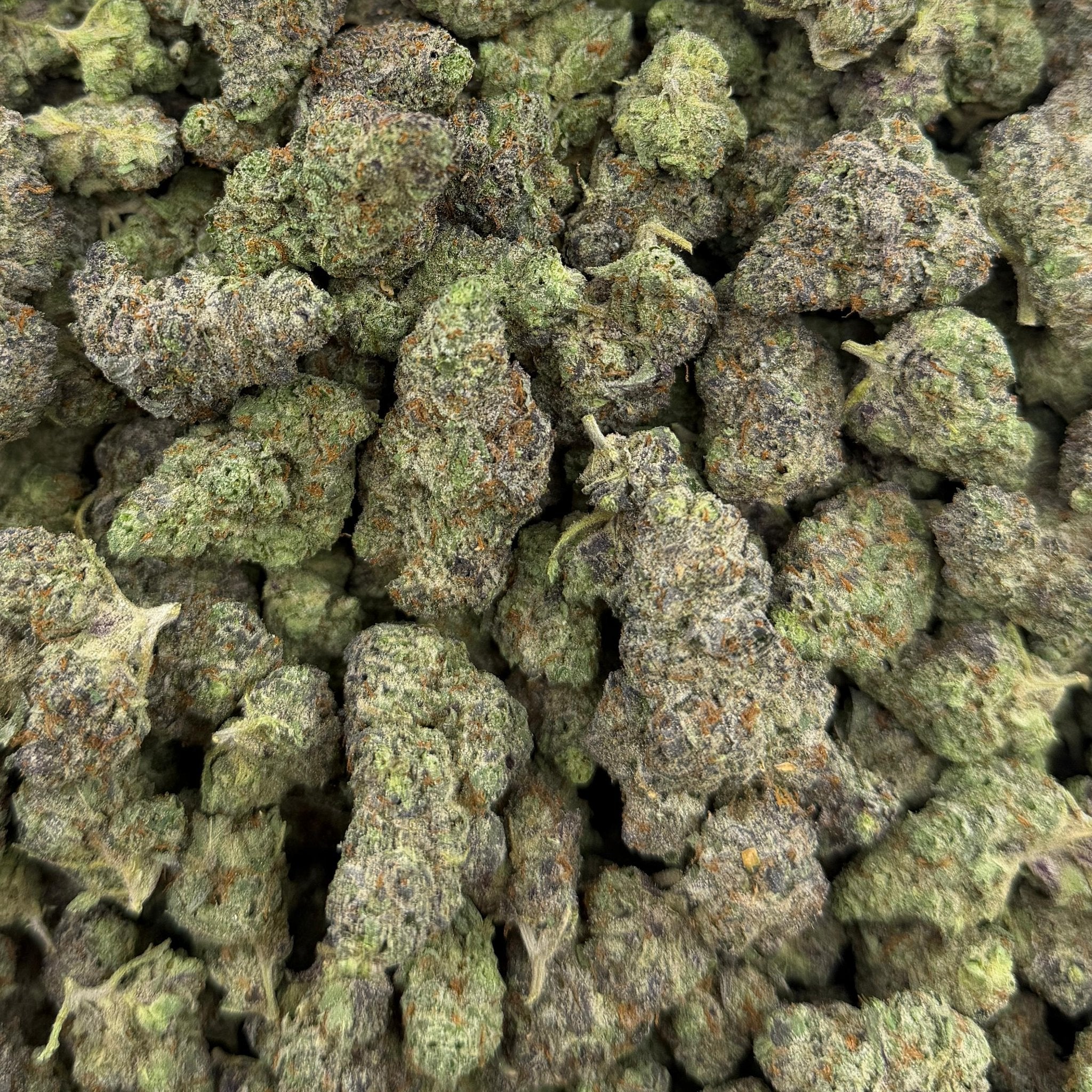 Glitter Biscotti bulk THCA flower — Plain Jane 1 lb
